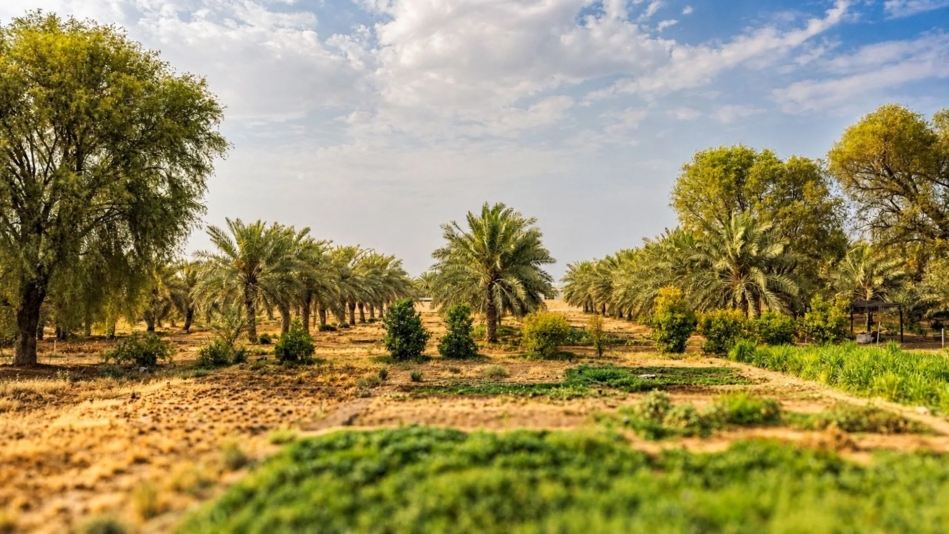 Green gardens and palms at the resort