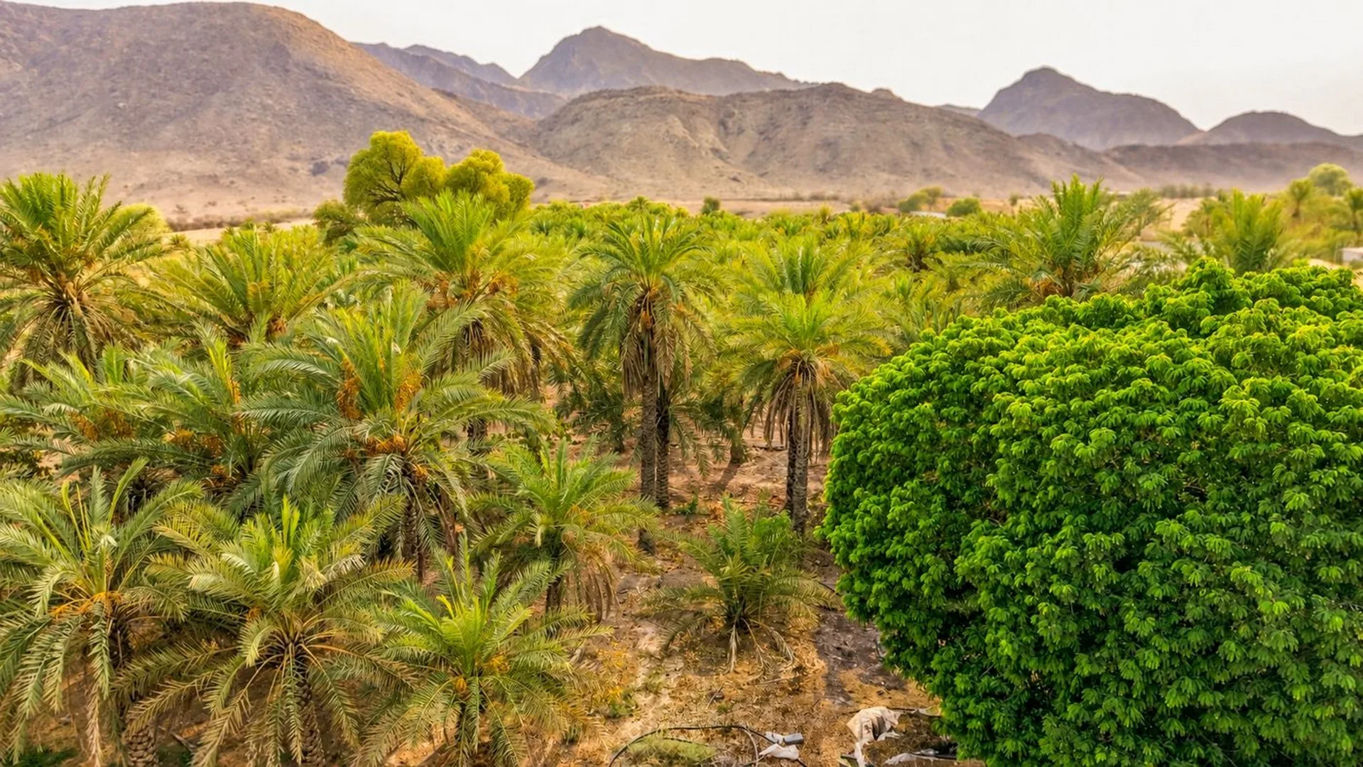 Date palms and the Hajar mountains at Escape to Nature Resort, Mahdha