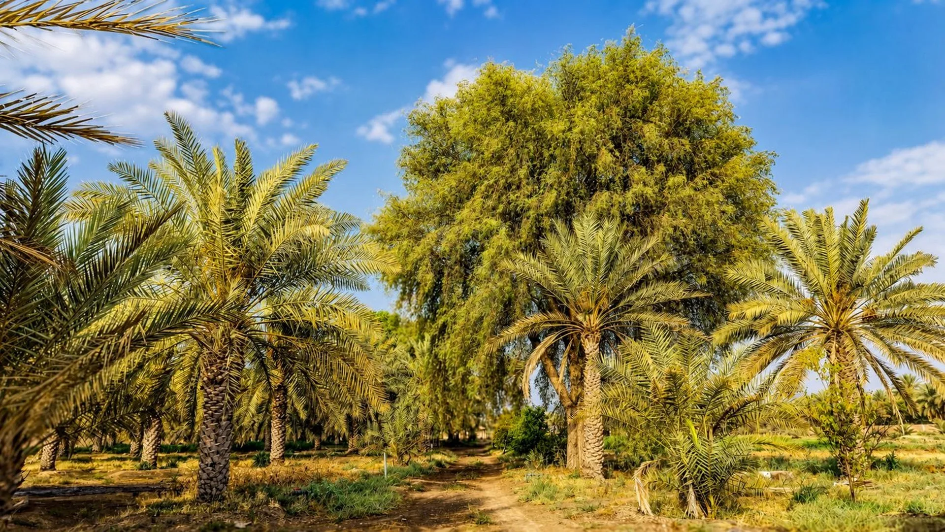 Tall date palms